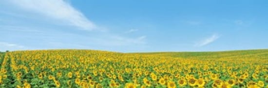 Field of sunflower with blue sky Canvas Art - Panoramic Images (36 x 12)