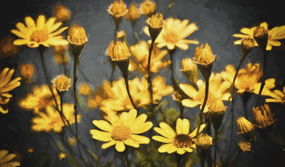 Field of yellow daisies Honolulu Oahu Hawaii United States of America Canvas Art - Joe Carini Design Pics (20 x 11)