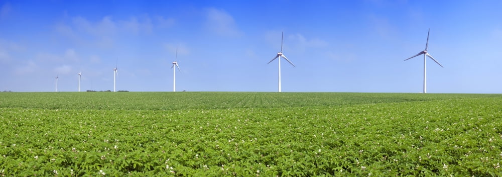 Field of potatoes in bloom with wind turbines Thil-Manneville Saint-Valery-en-Caux Veules-les-Roses Seine-Maritime Haute-Normandy France Canvas Art - Panoramic Images (36 x 12)