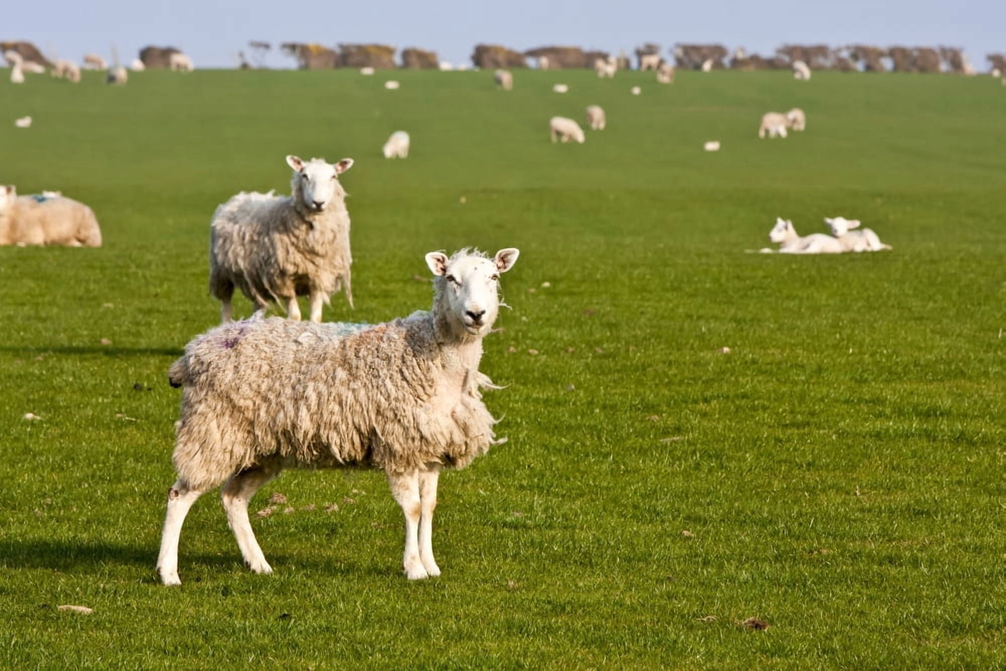Field of sheep and lambs near Newport on Pembrokeshire Coast Path South West Wales Pembrokeshire Wales Canvas Art - Paul Quayle Design Pics (38 x 24)