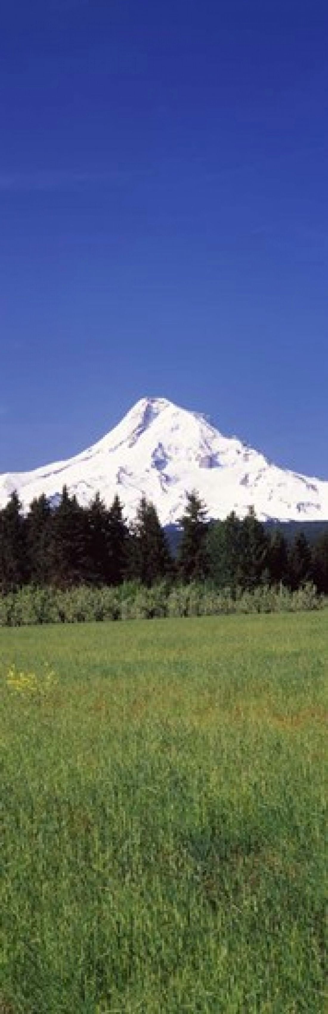 Field with a snowcapped mountain in the background Mt Hood Oregon USA Canvas Art - Panoramic Images (18 x 6)