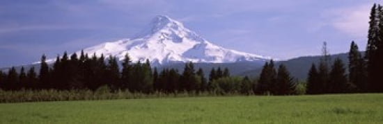 Field with a snowcapped mountain in the background Mt Hood Oregon USA Canvas Art - Panoramic Images (36 x 12)