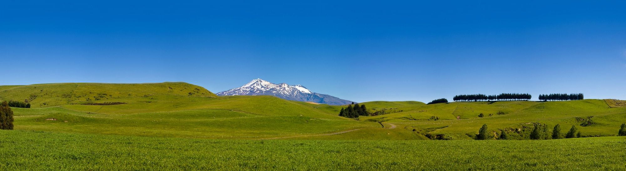 Field with mountain range in the background Whanganui North Island New Zealand Canvas Art - Panoramic Images (27 x 9)