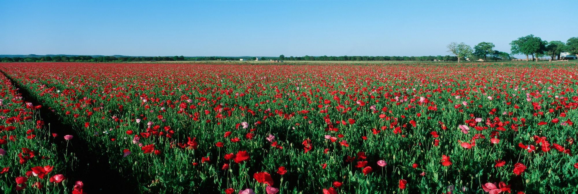 Field with rows of flowers Canvas Art - Panoramic Images (27 x 9)