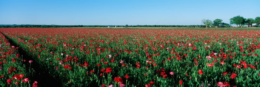 Field with rows of flowers Canvas Art - Panoramic Images (36 x 12)