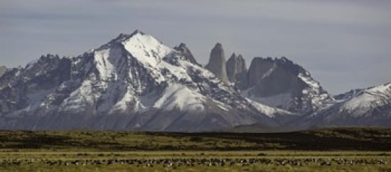Field with snowcapped mountains Paine Massif Torres del Paine National Park Magallanes Region Patagonia Chile Canvas Art - Panoramic Images (30 x 14)