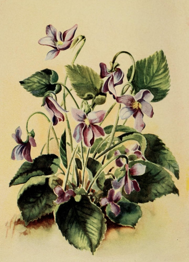 Fieldbook of Illinois Wild Flowers 1936 Blue Violet Canvas Art - Unknown (18 x 24)