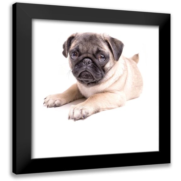 Fielding, Edward M. 12x12 Black Modern Framed Museum Art Print Titled - Cute Pug Puppy