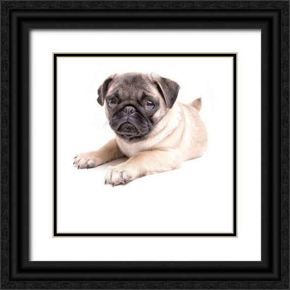 Fielding, Edward M. 12x12 Black Ornate Wood Framed with Double Matting Museum Art Print Titled - Cute Pug Puppy