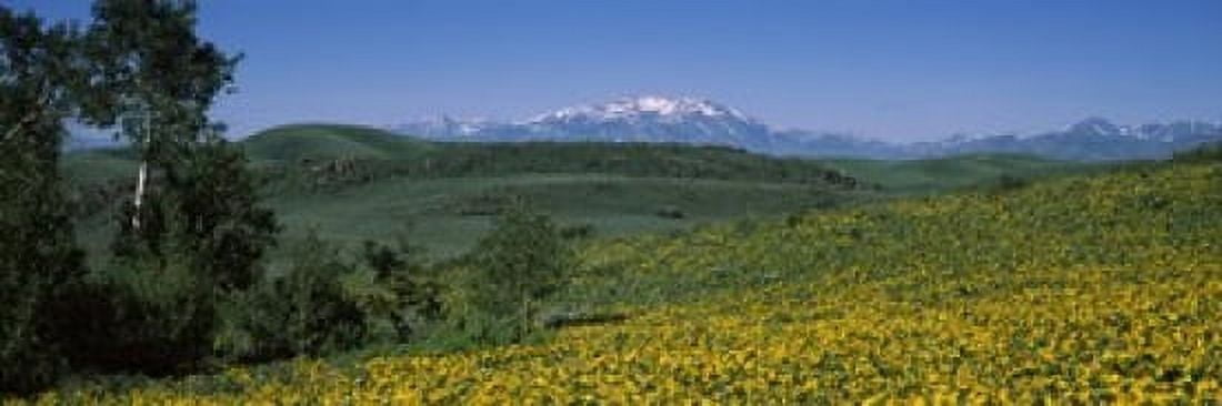 Fields Humboldt National Forest NV USA Canvas Art - Panoramic Images (18 x 6)