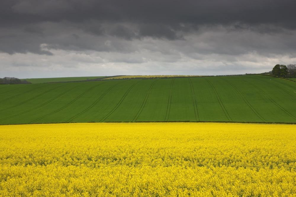 Fields North Yorkshire England Canvas Art - John Short Design Pics (38 x 24)