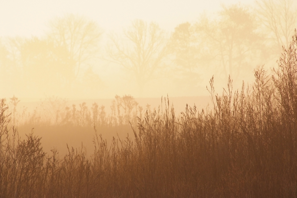 Fields Of Tall Grass In The Mist At Sunrise Simcoe Ontario Canvas Art - Cindy Pichette Design Pics (34 x 22)