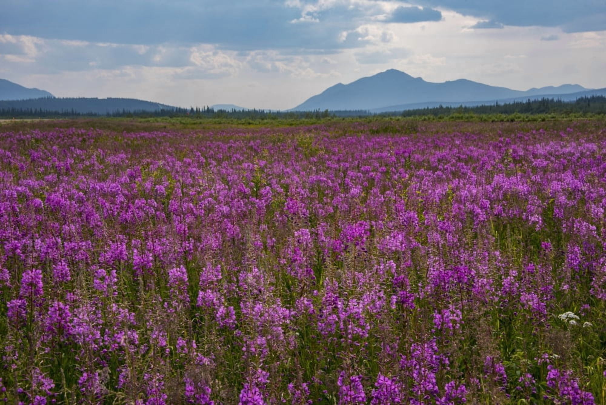 Fields of Fireweed on a summer day in Coldfoot Alaska Canvas Art - Cathy Hart Design Pics (19 x 12)