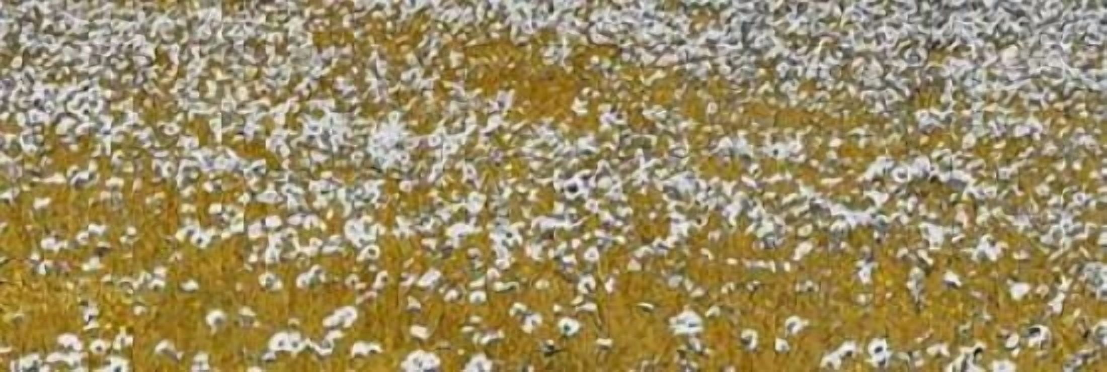 Fields of Gold Canvas Art - Shelley Lake (8 x 24)