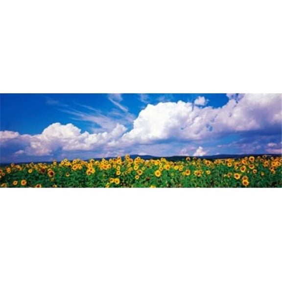 Fields of Sunflowers Rudesheim Vicinity Germany Poster Print, 36 x 12