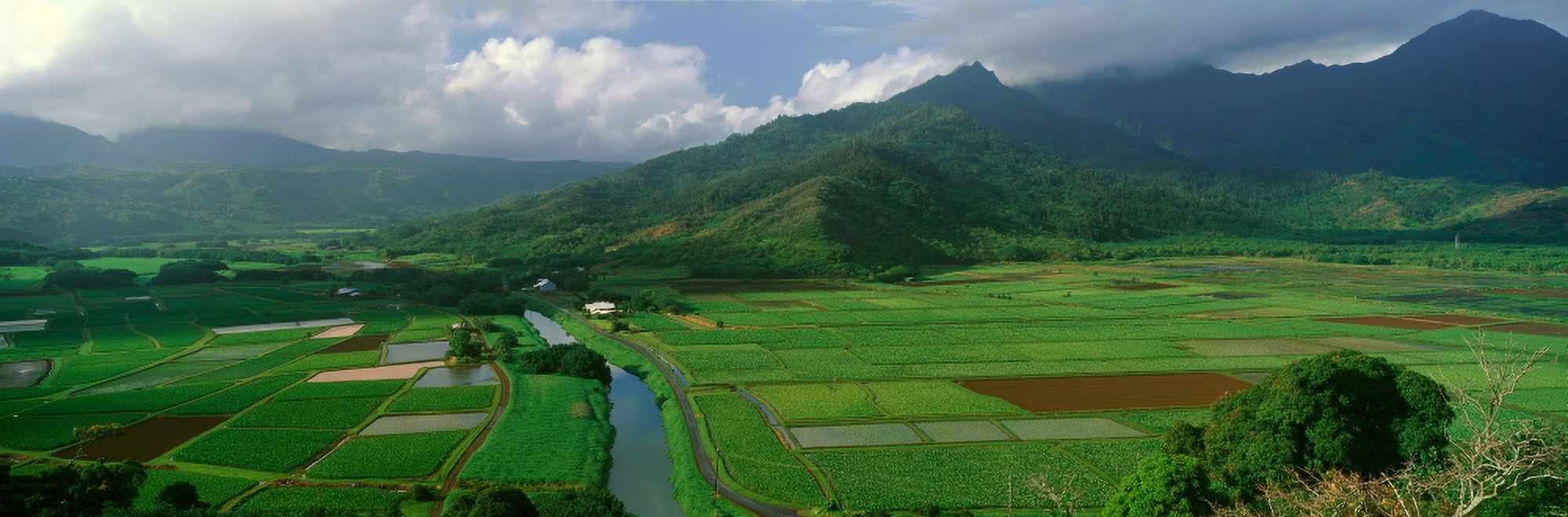 Fields of Taro Hanalei Valley Overlook Kauai Hawaii Canvas Art - Panoramic Images (27 x 9)