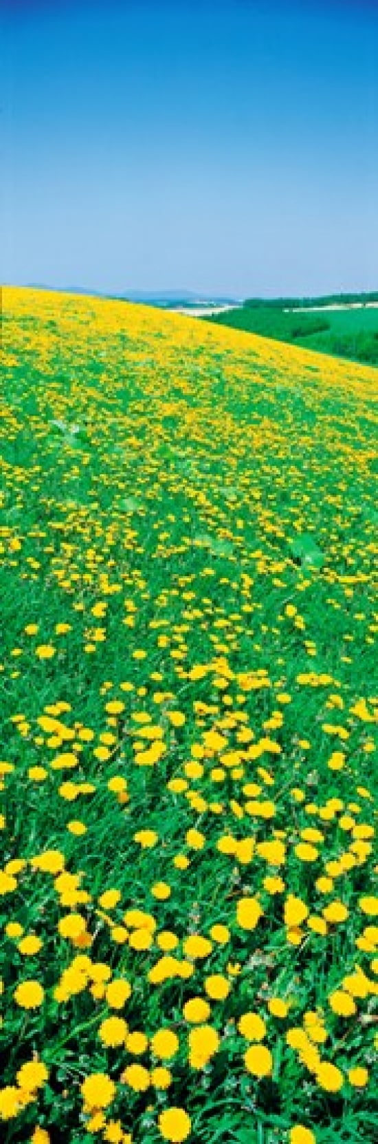 Fields of dandelions Hokkaido Biei-cho Japan Canvas Art - Panoramic Images (36 x 12)