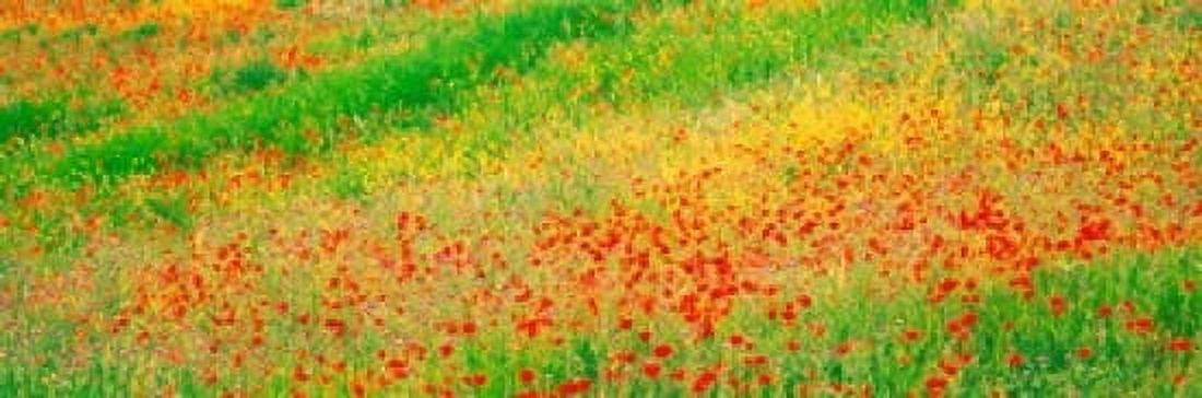 Fields of flowers Andalusia Granada Vicinity Spain Canvas Art - Panoramic Images (36 x 12)