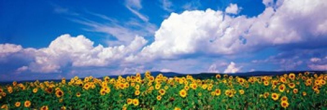 Fields of sunflowers Rudesheim vicinity Germany Canvas Art - Panoramic Images (18 x 6)