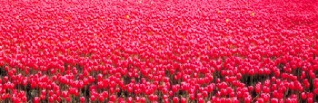 Fields of tulips Alkmaar Vicinity Netherlands Canvas Art - Panoramic Images (18 x 6)