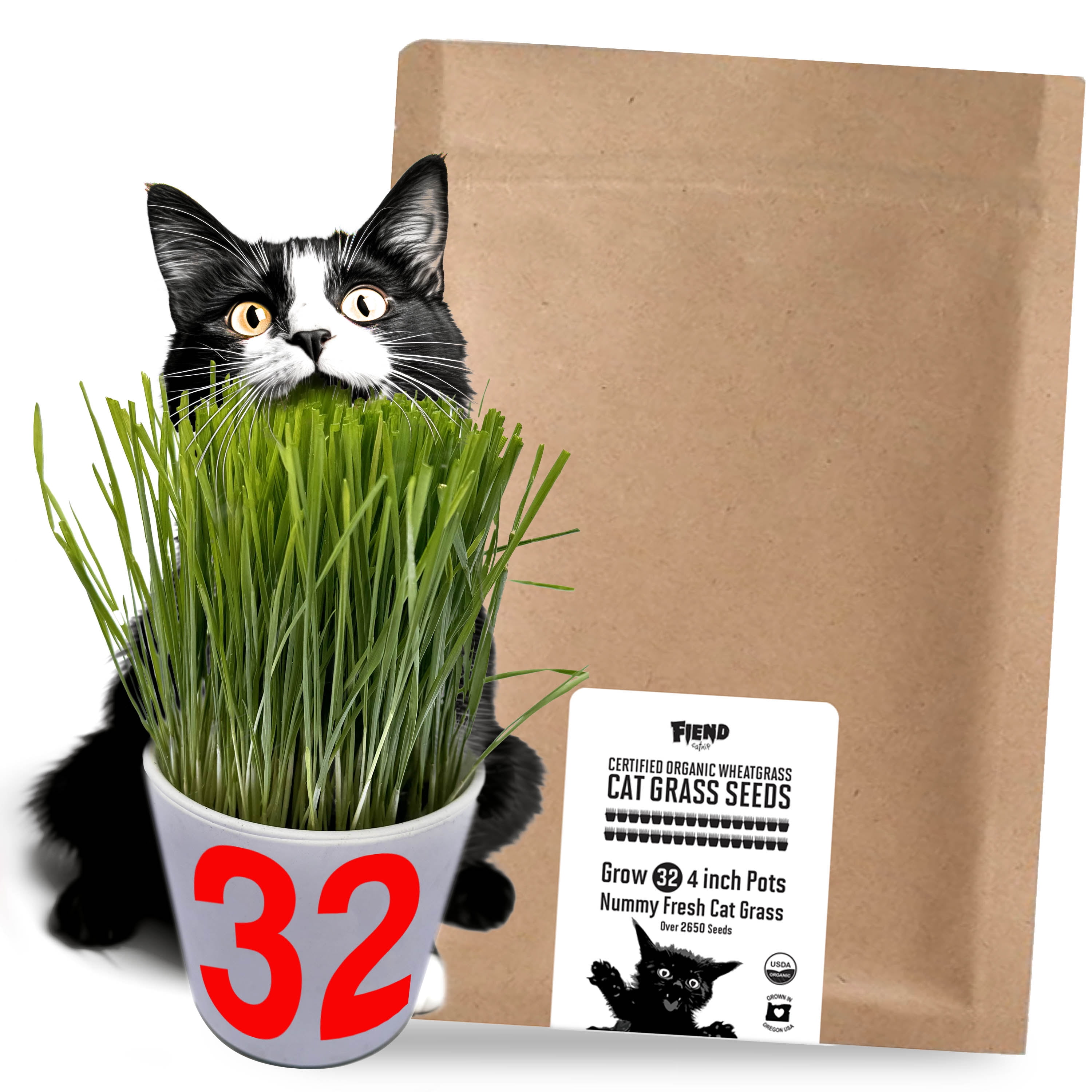 Fiend Cat Grass Seeds, Organic Wheatgrass, Over 2600 Seeds - Bulk Pack for 32 Pots