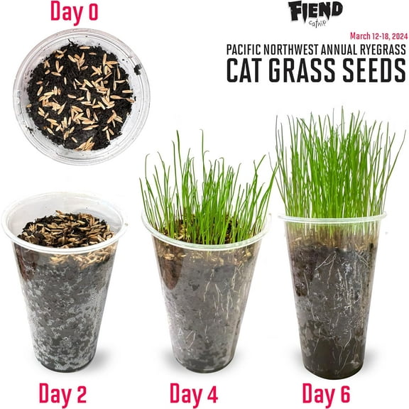 Fiend Smooth Delicious Cat Ryegrass Plant Seeds