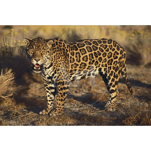 Fierce Jaguar, Animals Unframed Photographic Print Wall Art by DLILLC Sold by ArtCom