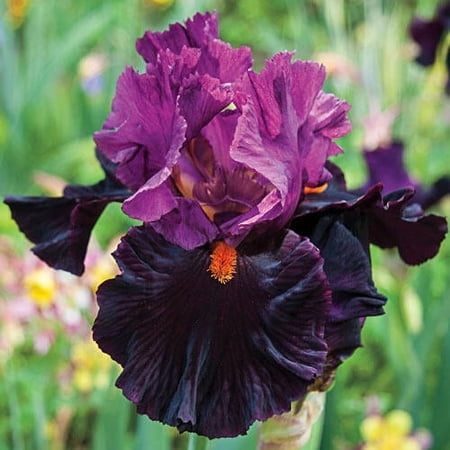 Fiery Temper Bearded Iris Dormant Bare Root Perennial Rhizome (1-Pack)