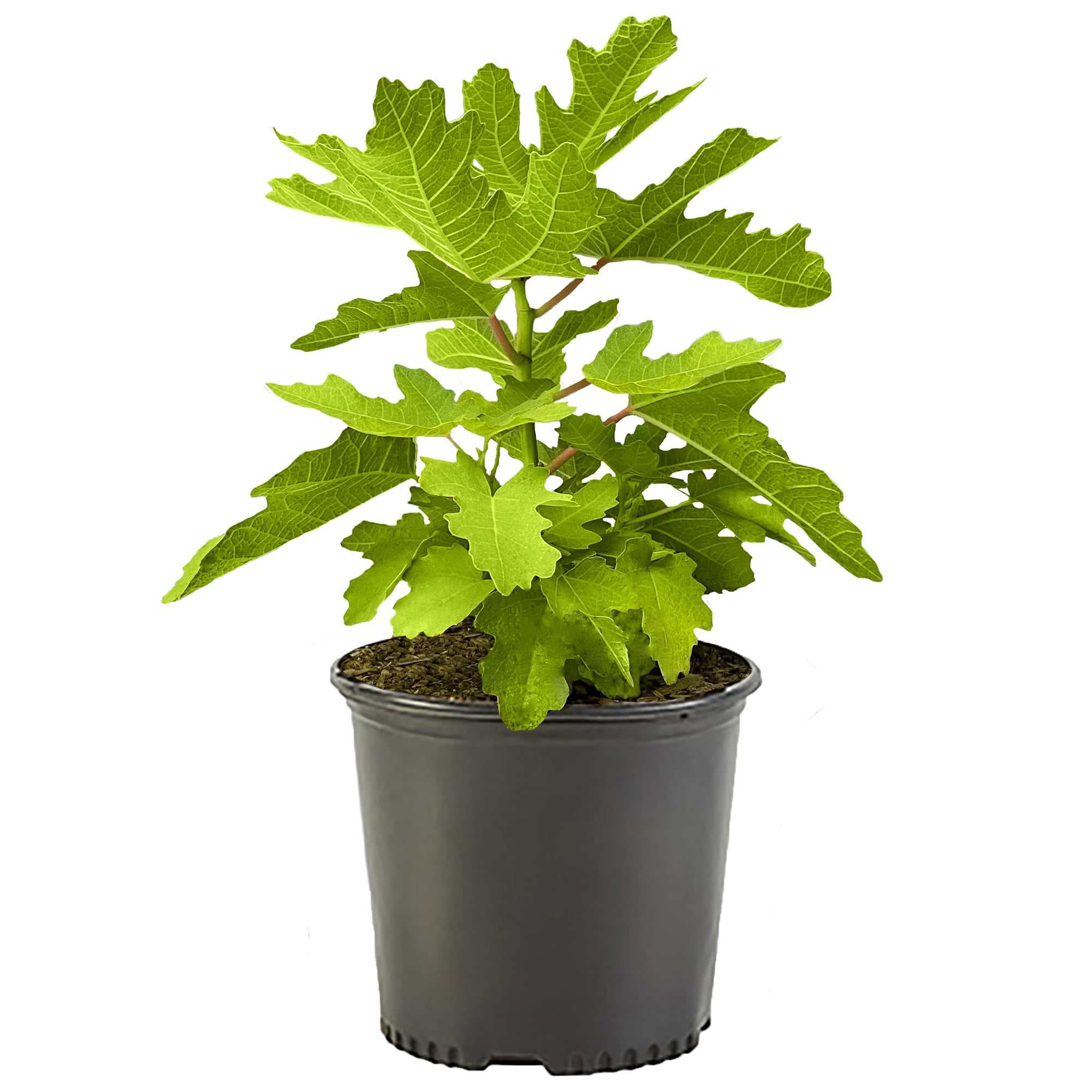 Expert Gardener Black Mission Fig Live Shrub in Grower Pot