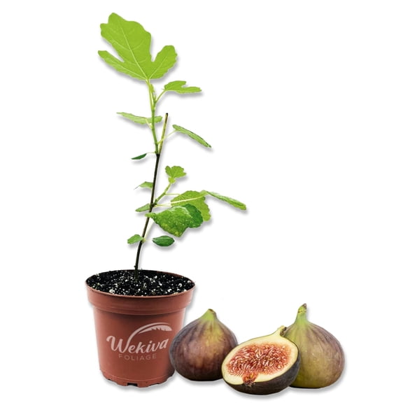 Fig Tree - 3 Live Plants in 4 Inch Pots - Ficus Carica - Edible Fruit Tree for The Patio and Garden