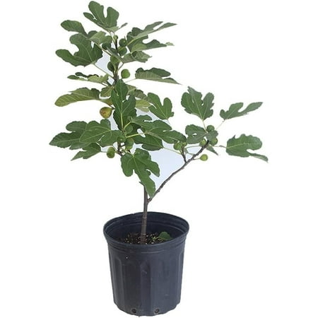 Fig Tree - Live Fruit Tree in a 3 Gallon Pot - Ficus Carica - Tropical Edible Fruit Bearing Tree