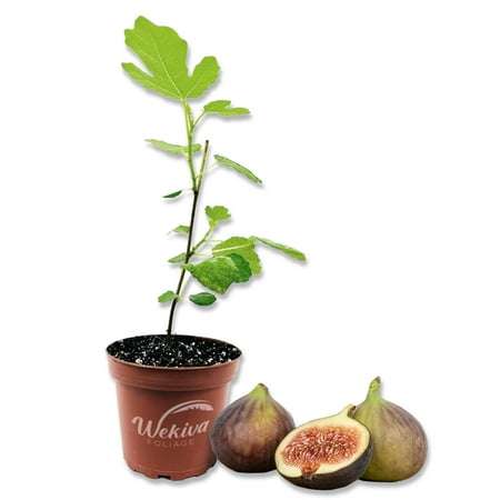 Fig Tree - Live Plant in a 4 Inch Pot - Ficus Carica - Edible Fruit Tree for The Patio and Garden