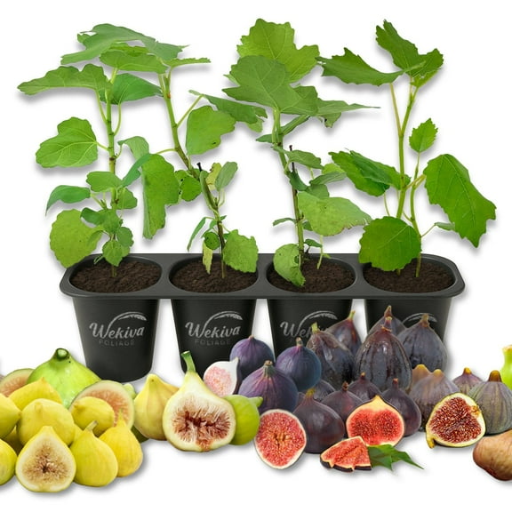 Fig Tree Variety Multipack - 4 Live Starter Plants - Ficus Carica - Grower's Choice Based on Health Beauty and Availability