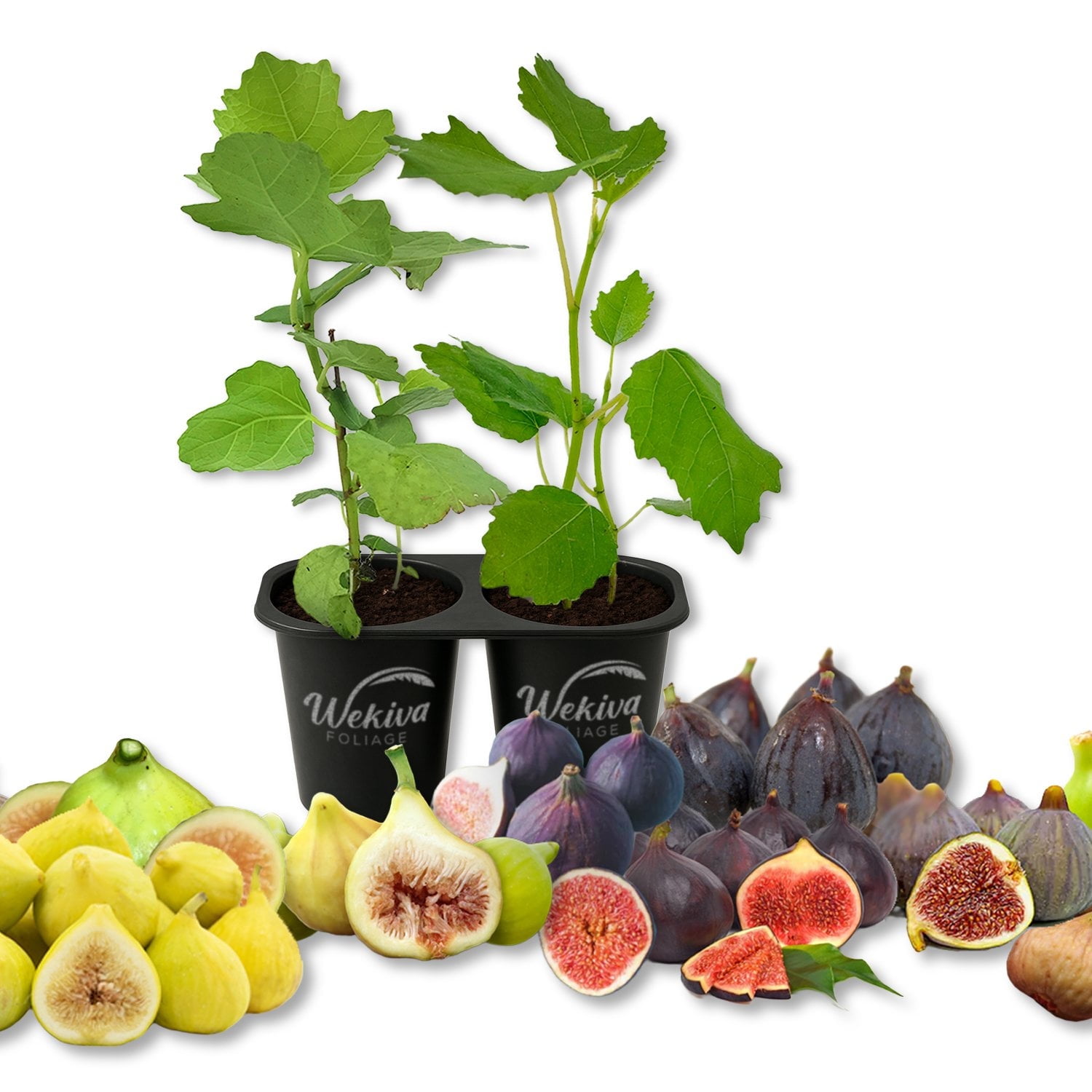Fig Tree Variety Pack - 2 Live Starter Plants - Ficus Carica - Edible Fruit Tree for The Patio and Garden
