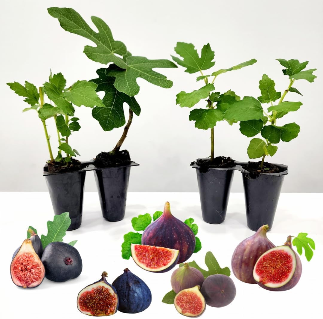 Fig Trees (4 Pack) Edible Fruit Plant from Our Optimal Picks Easy to