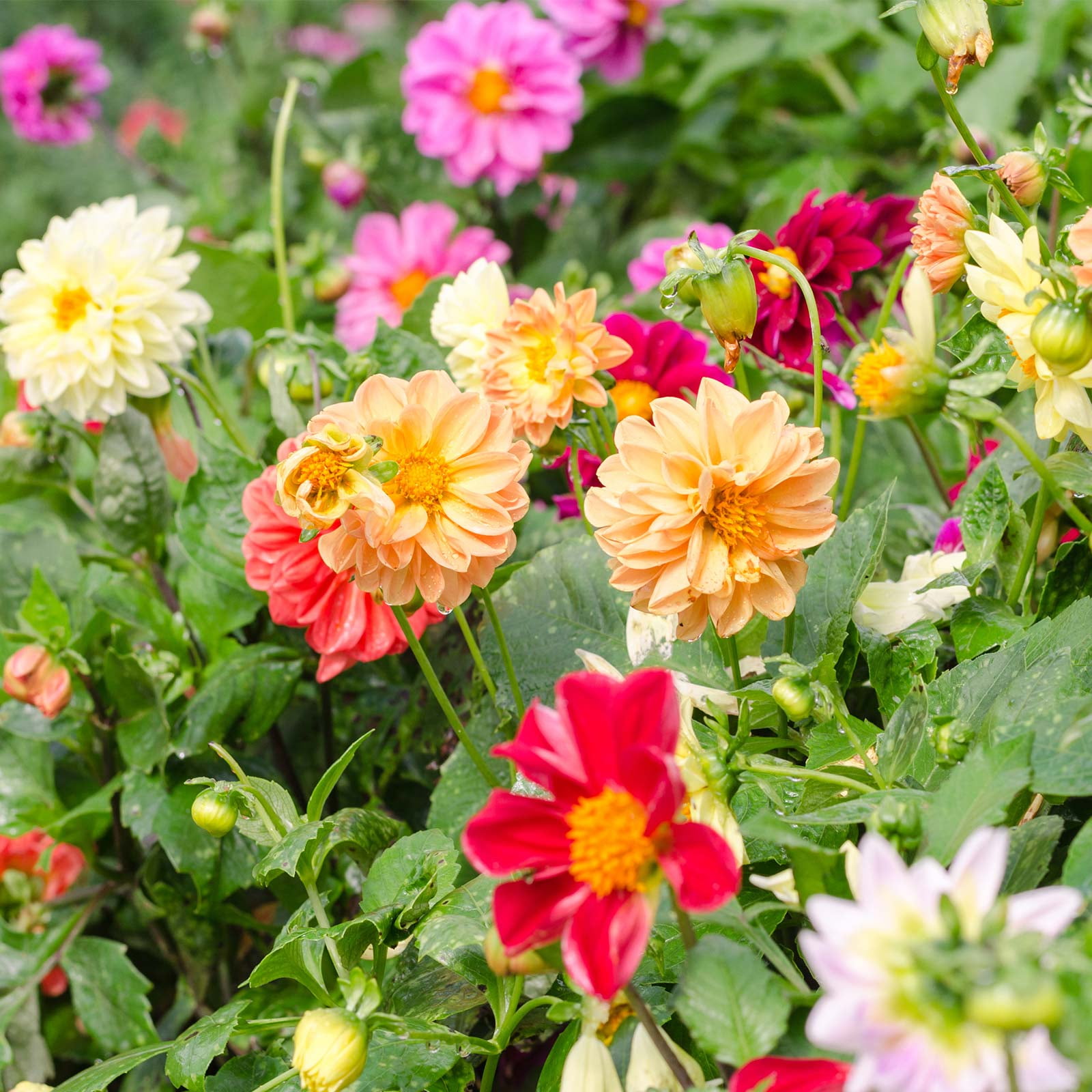 Figaro Series Dahlia Flower Seed Mix - 500 Seeds - Annual Flower