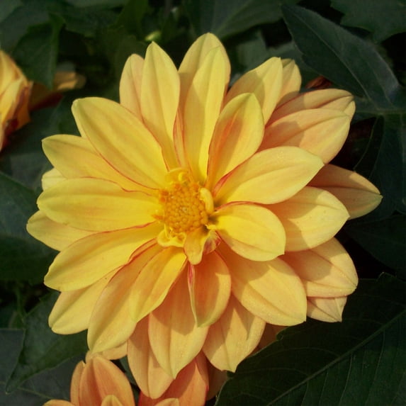 Figaro Series Dahlia Flower Seed - Orange Shades - 500 Seeds - Annual Flower Garden Seed Multi Color Blend - Dahlia pinnata