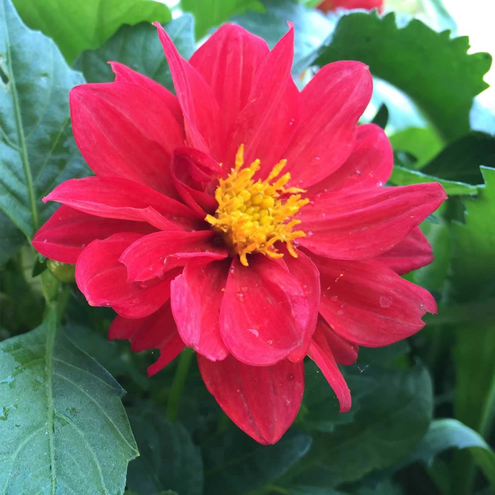 Figaro Series Dahlia Flower Seed - Red - 500 Seeds - Annual Flower Garden Seed Multi Color Blend - Dahlia pinnata