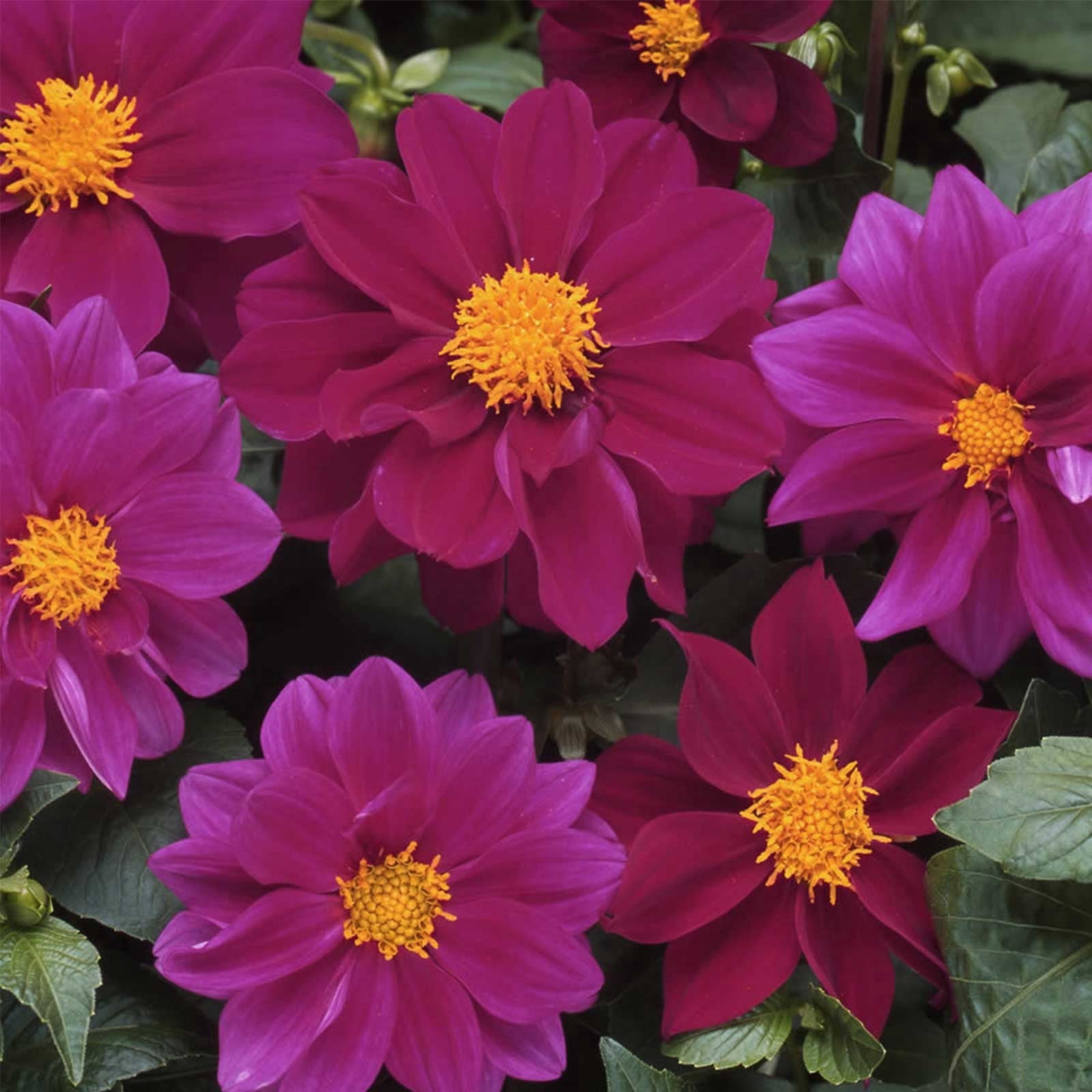 Figaro Series Dahlia Flower Seed - Violet - 500 Seeds - Annual Flower Garden Seed Multi Color Blend - Dahlia pinnata