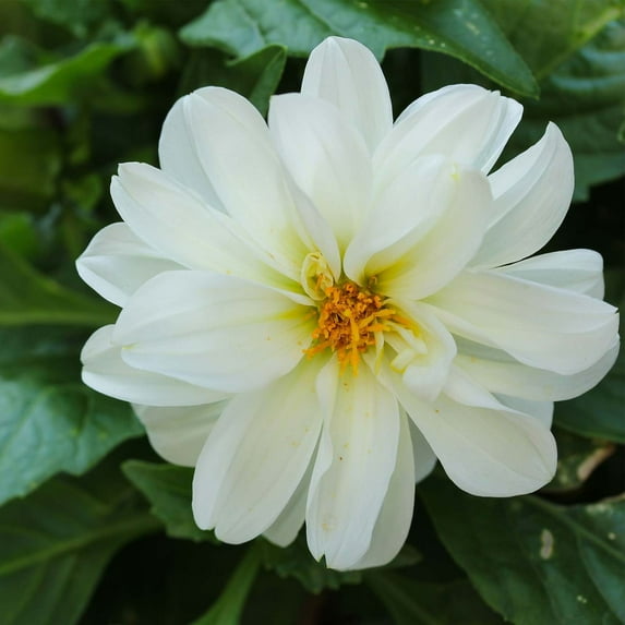 Figaro Series Dahlia Flower Seed - White - 500 Seeds - Annual Flower Garden Seed Multi Color Blend - Dahlia pinnata