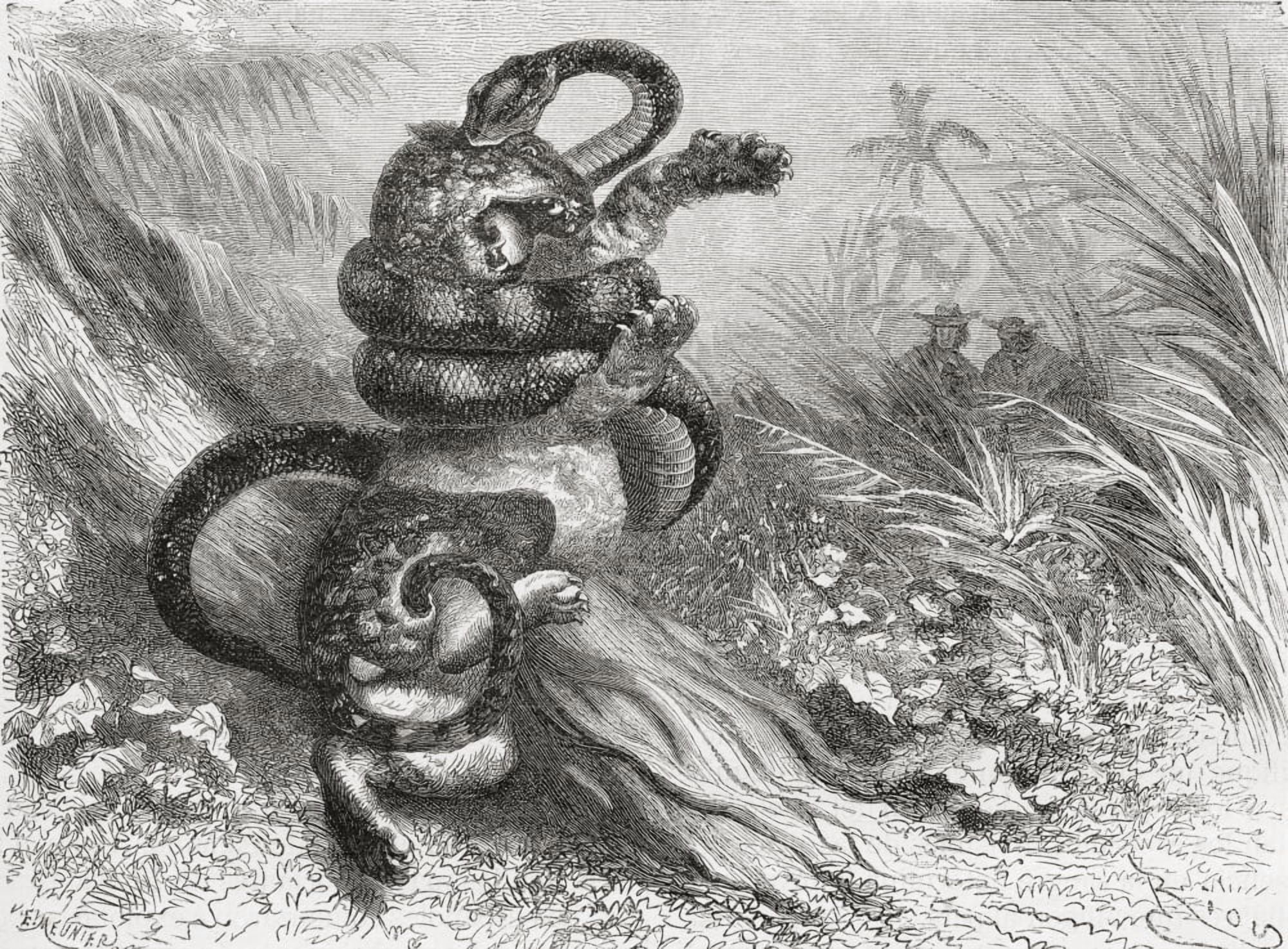 Fight Between A Jaguar And A Boa From El Mundo En La Mano Published 1875 Canvas Art - Ken Welsh Design Pics (17 x 12)