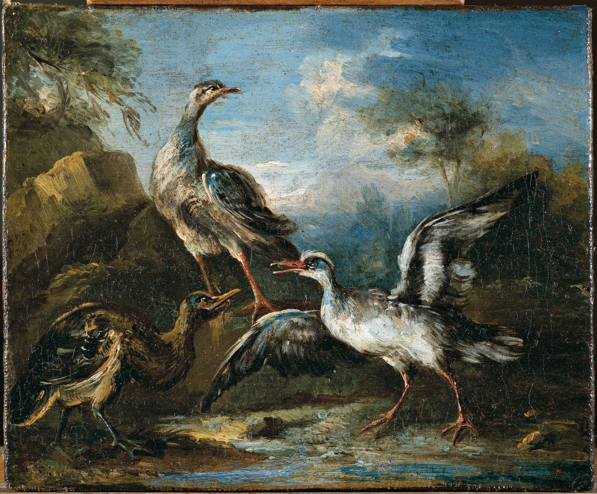 Fight Between Herons (Lotta Tra Ardeidi) Canvas Art - (36 x 24)