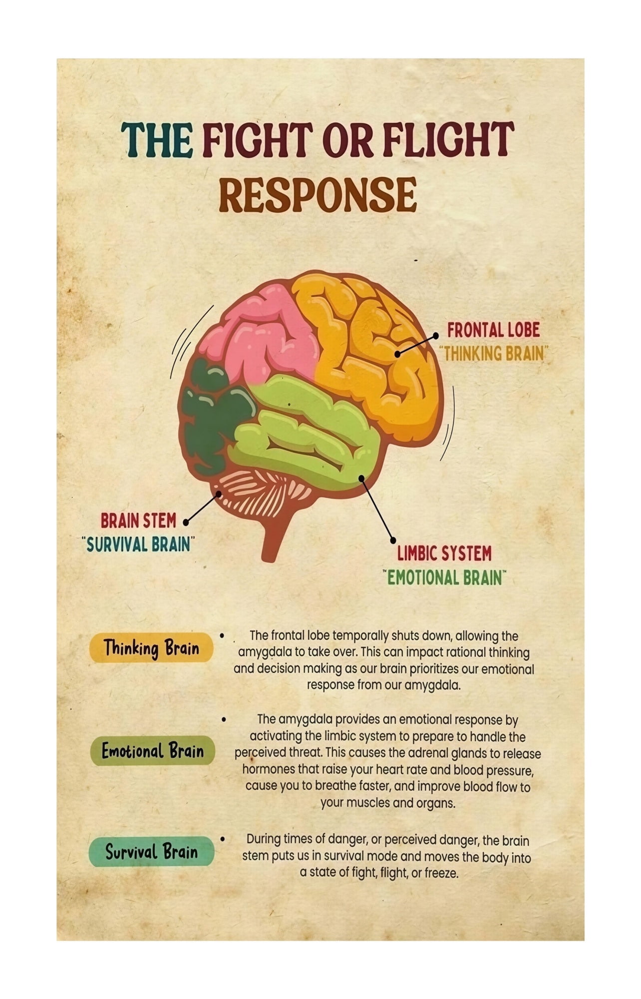 Fight Flight Freeze Fawn Psychology Poster, Mental Health Brain Science ...