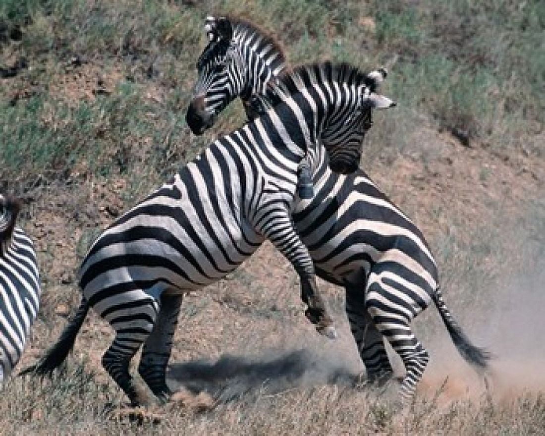 Fighting Burchells Zebra Serengeti Tanzania Canvas Art - Dee Ann Pederson DanitaDelimont (33 x 27)