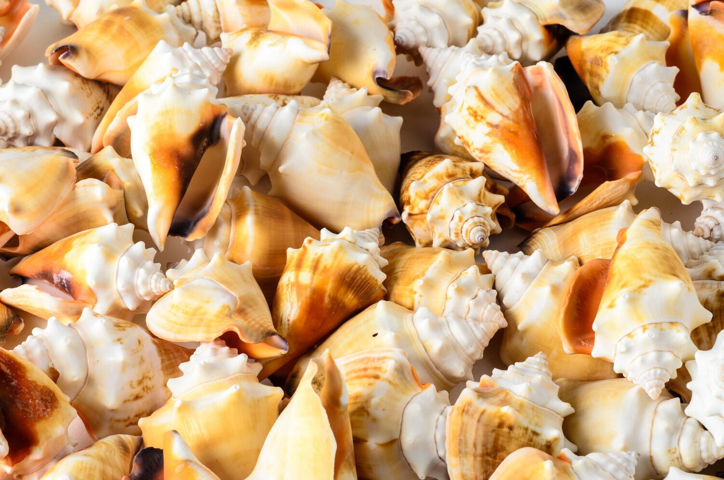Fighting Conch Sea Shell Beach Home Decor Crafts Wedding 3
