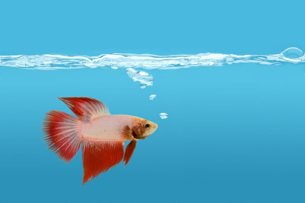 Fighting Fish Under Water Canvas Art - Don Hammond Design Pics (17 x 11)
