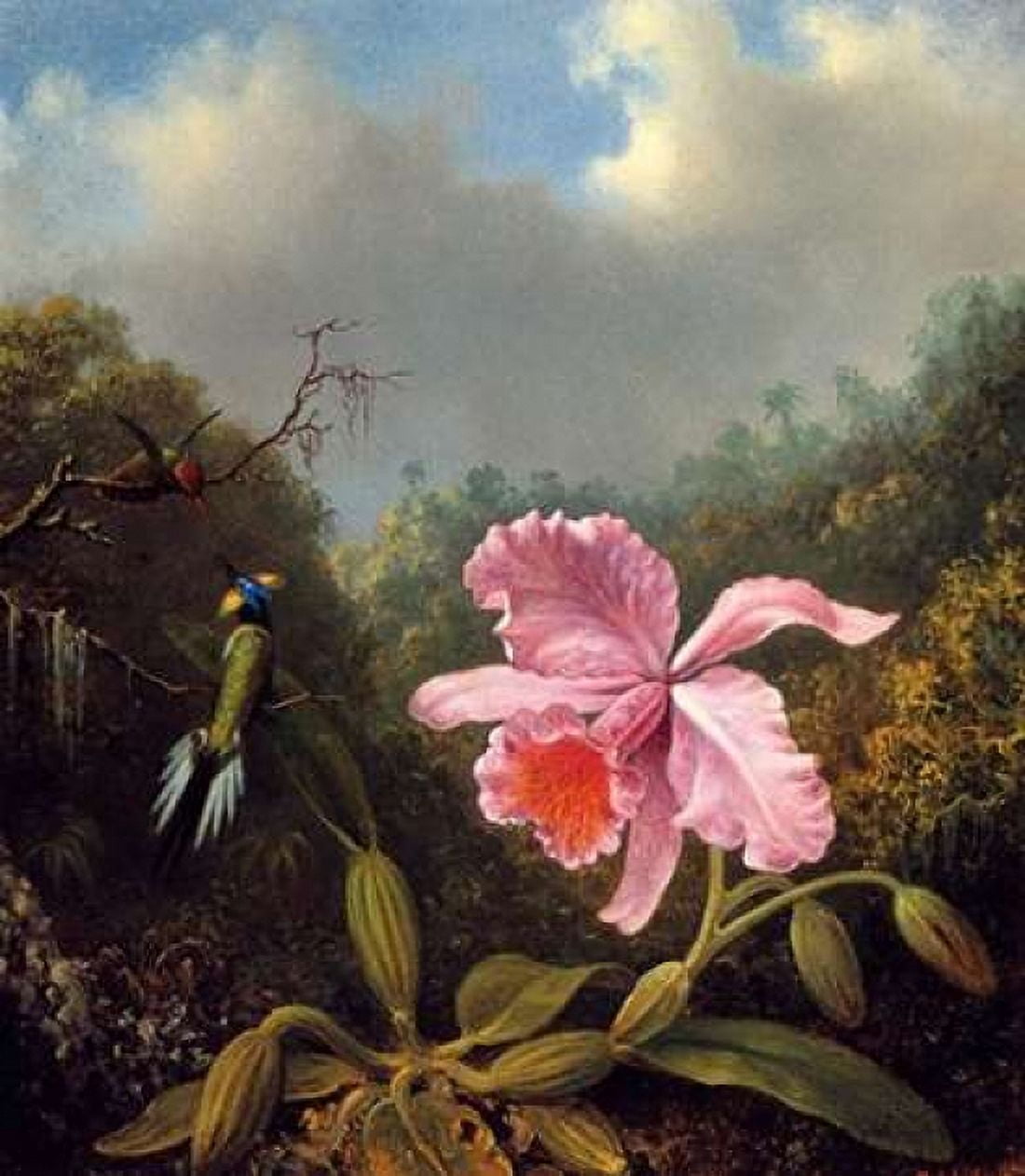Fighting Hummingbirds With Pink Orchid Canvas Art - Martin Johnson Heade (24 x 24)