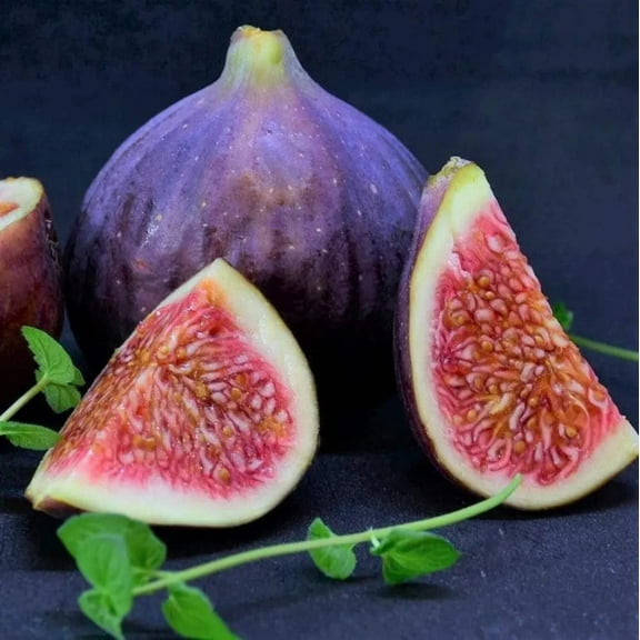 Fignomenal Dwarf Fig - 3 Gallon Pot, Fruit Tree, Full Sun, Outdoor