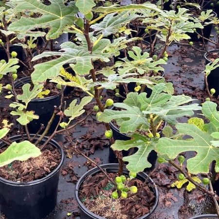 Fignomenal Dwarf Fig - 3 Gallon Pot, Fruit Tree, Full Sun, Outdoor