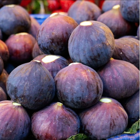 Fignomenal Fig Tree, Live Starter Plant for Planting, Dwarf Fig Tree, Ficus Carica Plant, Fruit Tree, 4-8 Inch Tall, No Ship Pot